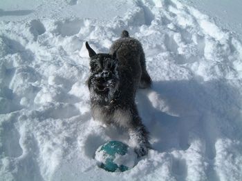 Snow AND a ball! What fun!
