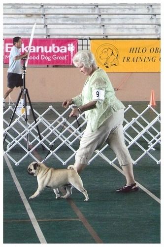 Vito at the Hilo show, 8 months old. Great reach & drive. Thanks again to Francis. Thanks always to Mario Legnaro for training this great pug.

