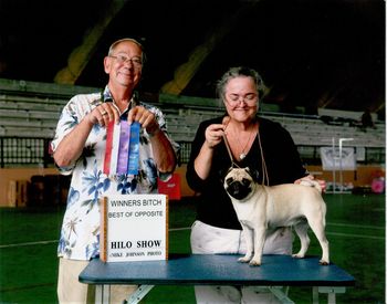 Saxten Bonica, Oct. 4, 2008. OIDFC Hilo show. Winners Bitch, 3 Point Major Win. Miss Bonnie is not quite 8 months old in this photo & clearly is on her way to her title. Stay tuned in 2009!
