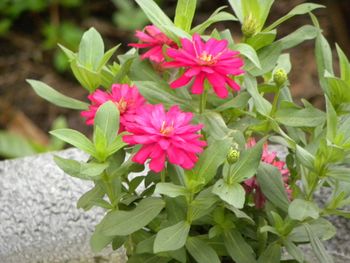 Zinnia in full bloom for some reason sitting in the bird bath.?
