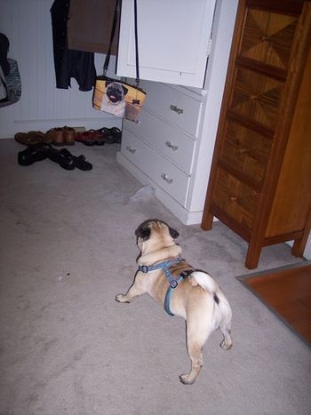 my Sweet Shackelton discovers a "pug" purse hanging on the closet door.. much concern over this purse. 2007. Shackie is the only pug we have that can also see pictures on TV. goes nuts when he sees a dog or cat on TV. trys to get behind the TV to get it. can see pictures including the pug in this purse.
