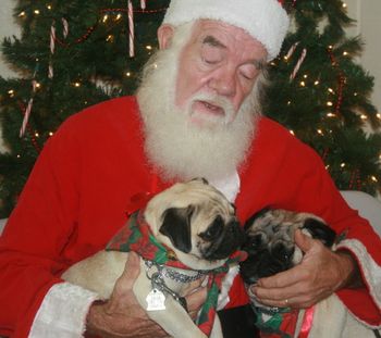 2008, Shang and Bonnie with Santa. They dont appear too happy about all this.

