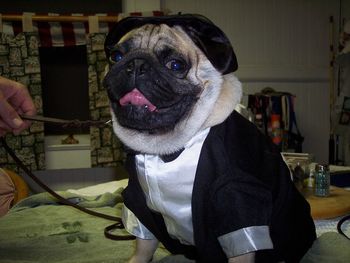 Mr. Saxten Shackelton.. Halloween 2007. Man about town I would say! This Photo was entered in a US national photo contest.. didn't win.. but Hey! what do they know about a pug anyway?
