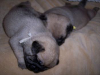 again 18 days old. White Boy napping with Yellow Boy. White Boy has become "Vito". Yellow Boy is now "Shen". Both Boys show tremendous potential.
