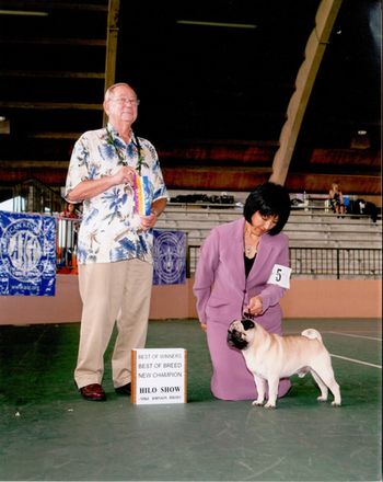 Am. CH. Boletini Bizzy Pug, (AKA: Shang Tu). Oct. 4, 2008. OIDFC Show. Best of Winners, Best of Breed and New Champion. Thanks once again to the excellent showmanship given by Pam Mizuno. Shang is Shaolin's 1st Champion and we are so proud of him.
