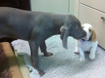 Ruby and baby Beagle pal.
