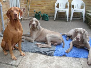 Harvey, Roo and Storm
