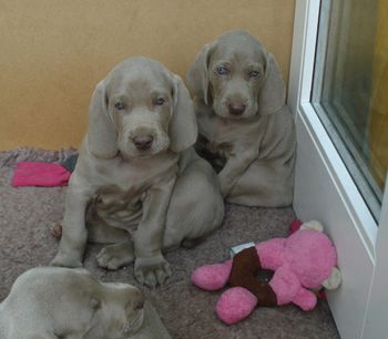 girl and boy aged 6 weeks
