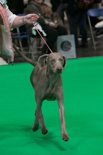 Crufts 2020 moving.
