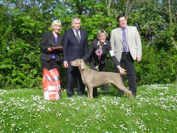 Weimaraner of the Year at WOTY 2014
