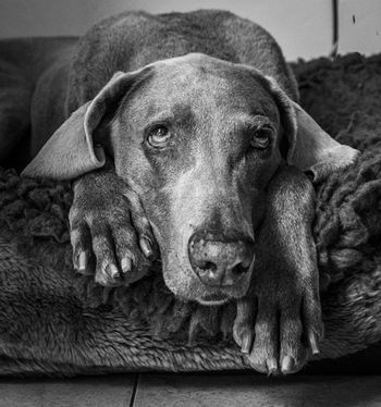 photo by Andy Cox Dog Photographer
