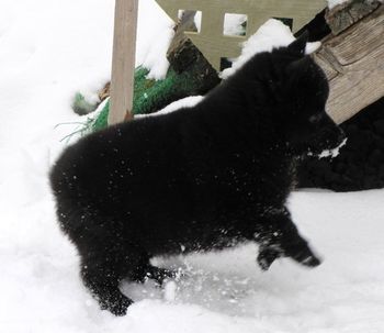 Diva also loves the snow.
