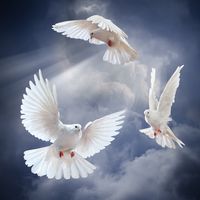 Pray for Peace with Emrys Skye at Spiritual Flow by Emrys Skye at Spiritual Flow