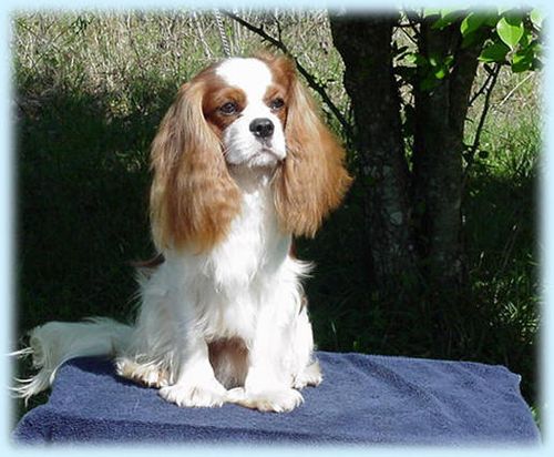 INT. & AKC CH. Monticello Philabuster    "Buster"