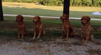Wild Boys - L to R - Ace, Bender, Red & Ticket. Labor Day Weekend 2014
