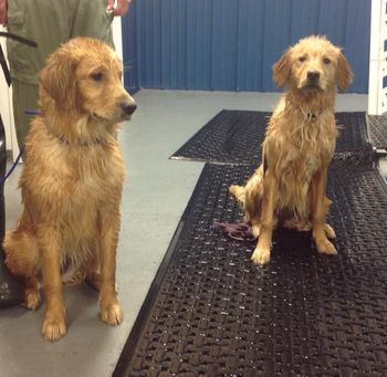 Maggie (right) and Dusty (left) sporting the wet look poolside. 4-2-14
