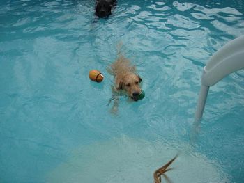 Lacey's 1st swim!
