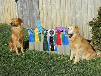 Red & Tate with their loot from the GRCA National Specialty Oct 2013
