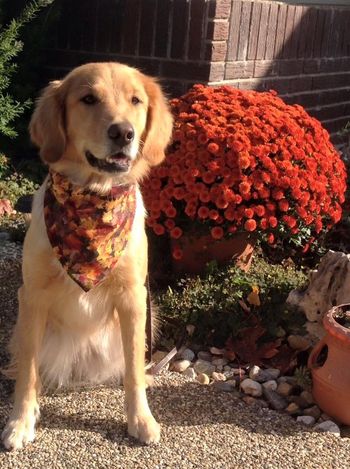 Oakley says Happy Fall Wrigs and all the Wakemup pups!

