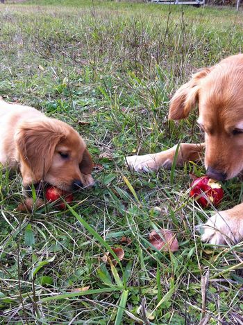 Rosie showing the youngin' how to properly eat an apple!
