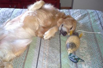 Lacey having sweet dreams about her bird. 8-28-15
