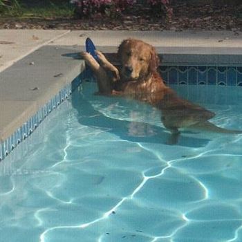 My crazy dog likes to stand in the shallow end of the pool! Sept 26, 2012
