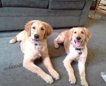 8-28-15 Johnny on the left & Piper on the right!
