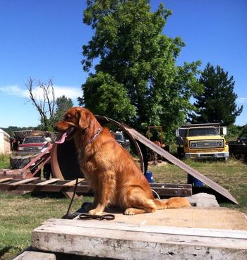 Yuba taking a break after training with other Lane County SAR K9's . He loves his work ! My "Wild " pup will try anything . He makes training a lot of fun! July 9, 2014
