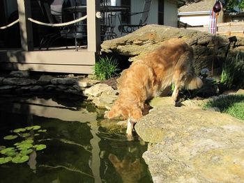 Storm trying to befriend the fish in the pond! May 2012
