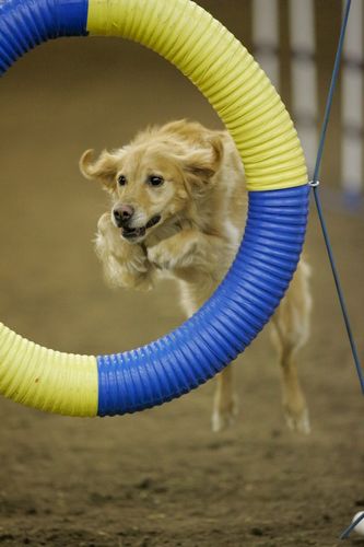 Miss River recently made her debut in the agility ring and has two standard legs!!
