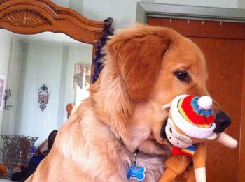 Normal to be seen with his toy in mouth!
