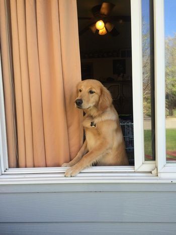 Oakley helping Mom & Dad do windows!
