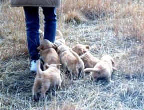 Dance puppies off on a Safari!

