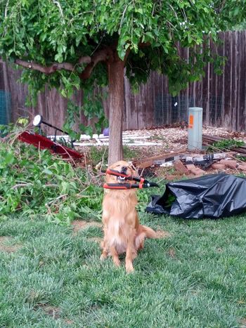Red helping Mom trim trees! June 2014
