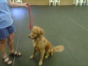 Ziva earned her WCX this spring, and is training in obedience and field.

