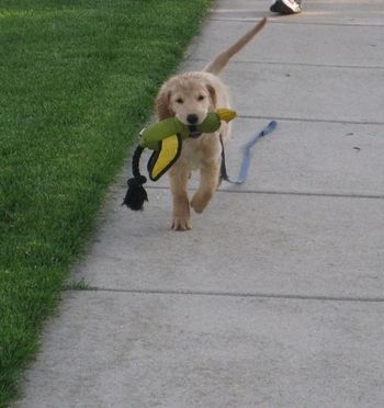 Pomeroy carrying his duck! May 13, 2012
