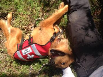 Search & Rescue Dog in Training
