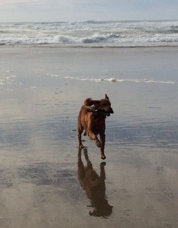 life is good when you get to romp on the beach with a big ol' stick !  10-14-15
