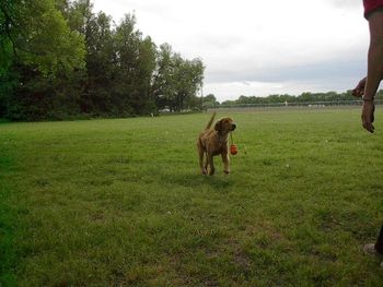 Ziva is training for hunt tests and obedience trials. Look for her to compete in 2011!
