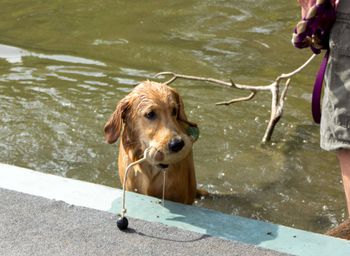 Johnny at Woofstock 2015 - Water Retrieval
