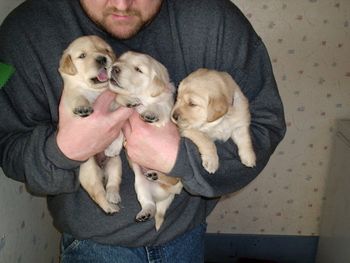 From left to right River, Dixie, and Danger at four weeks.
