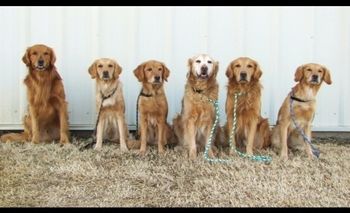 Family Reunion at the Sunflower KC trial in Lawrence, KS Jan 19 & 20, 2013. Sotrm & Zing along with 4 of their awesome 7 pups. L to R: Speedy, Shine, Zing, Storm, Indie & Tracer.
