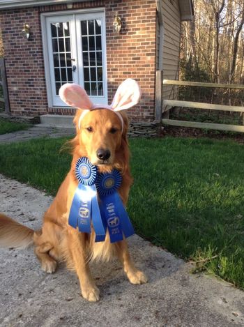 Happy Easter from Gibbs! Nice Blue ribbons!!!
