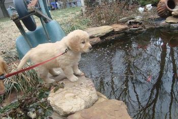 Lacey at the pond
