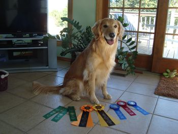 Lacey with her ribbons and 2 new titles at the WHAT agility trial in Hutchinson KS Oct 2013
