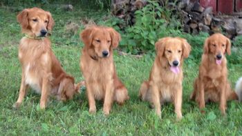 Ziva (far right)and three of her Ted sons l to r are Red, Ace, and Bender. Forgive me for over sharing, I am having golden family overload/bliss! June 28, 2014

