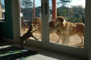 I want to go out with the big Goldens!
