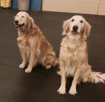 Litter mates Danger and Dixie enjoyed attending the club meeting tonight. They will be eleven years old this January  2016

