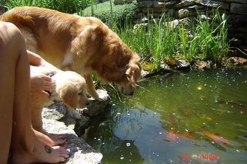 Indie checking out the Koi pond!
