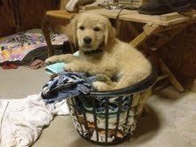Revey helping with the laundry!
